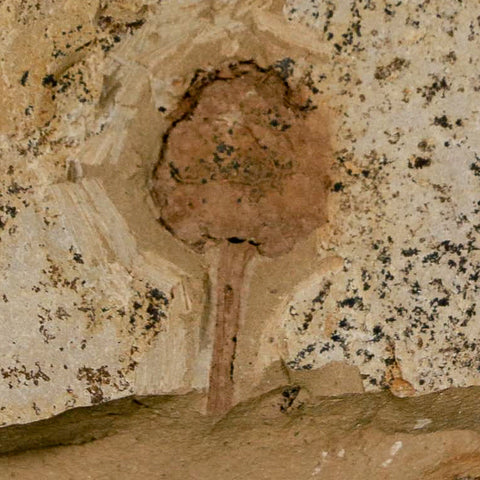 1" Rare Fossil Pistillate Cone Metasequoia Dawn Redwood Oligocene Age MT COA - Fossil Age Minerals
