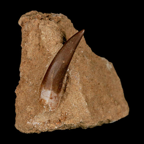 XL 2" Plesiosaur Zarafasaura Tooth Fossil In Matrix Cretaceous Dinosaur Era COA