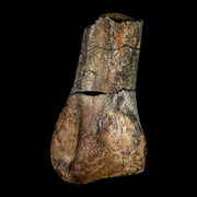 2.3" Struthiomimus Fossil Toe Bone Aguja Fm Texas Cretaceous Dinosaur Age COA Stand