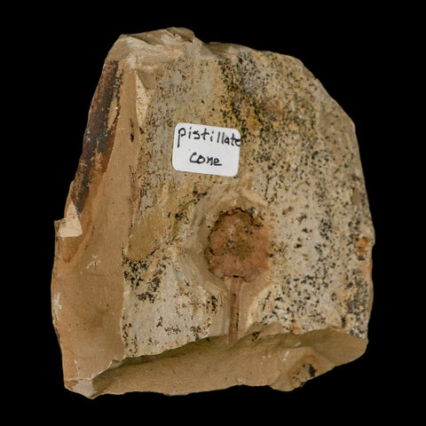 1" Rare Fossil Pistillate Cone Metasequoia Dawn Redwood Oligocene Age MT COA - Fossil Age Minerals