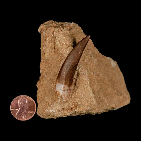 XL 2" Plesiosaur Zarafasaura Tooth Fossil In Matrix Cretaceous Dinosaur Era COA