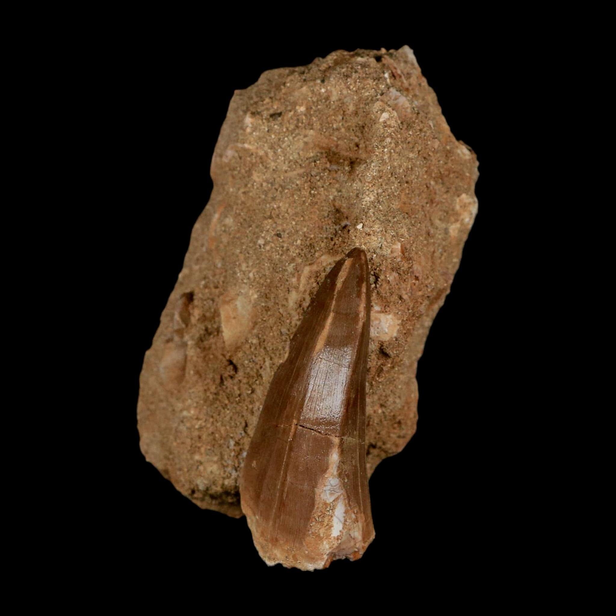 XL 2.1" Mosasaur Hoffmanni Fossil Tooth In Matrix Cretaceous Dinosaur Era COA - Fossil Age Minerals