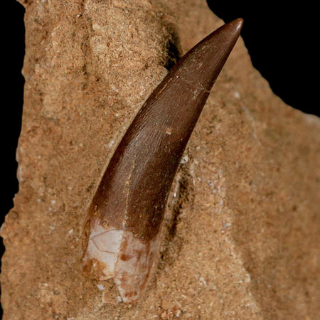 XL 2" Plesiosaur Zarafasaura Tooth Fossil In Matrix Cretaceous Dinosaur Era COA