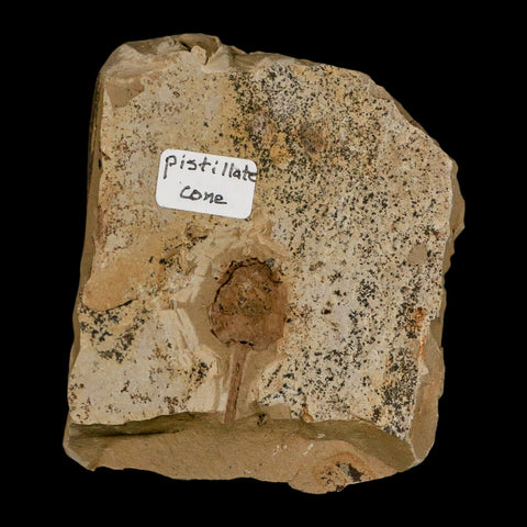 1" Rare Fossil Pistillate Cone Metasequoia Dawn Redwood Oligocene Age MT COA - Fossil Age Minerals