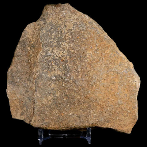 4.4" Brittlestar Ophiura Sp Starfish Fossil Ordovician Age Morocco COA & Stand - Fossil Age Minerals