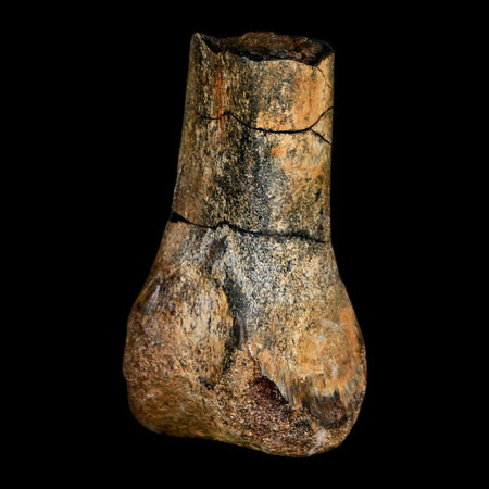 2.3" Struthiomimus Fossil Toe Bone Aguja Fm Texas Cretaceous Dinosaur Age COA Stand
