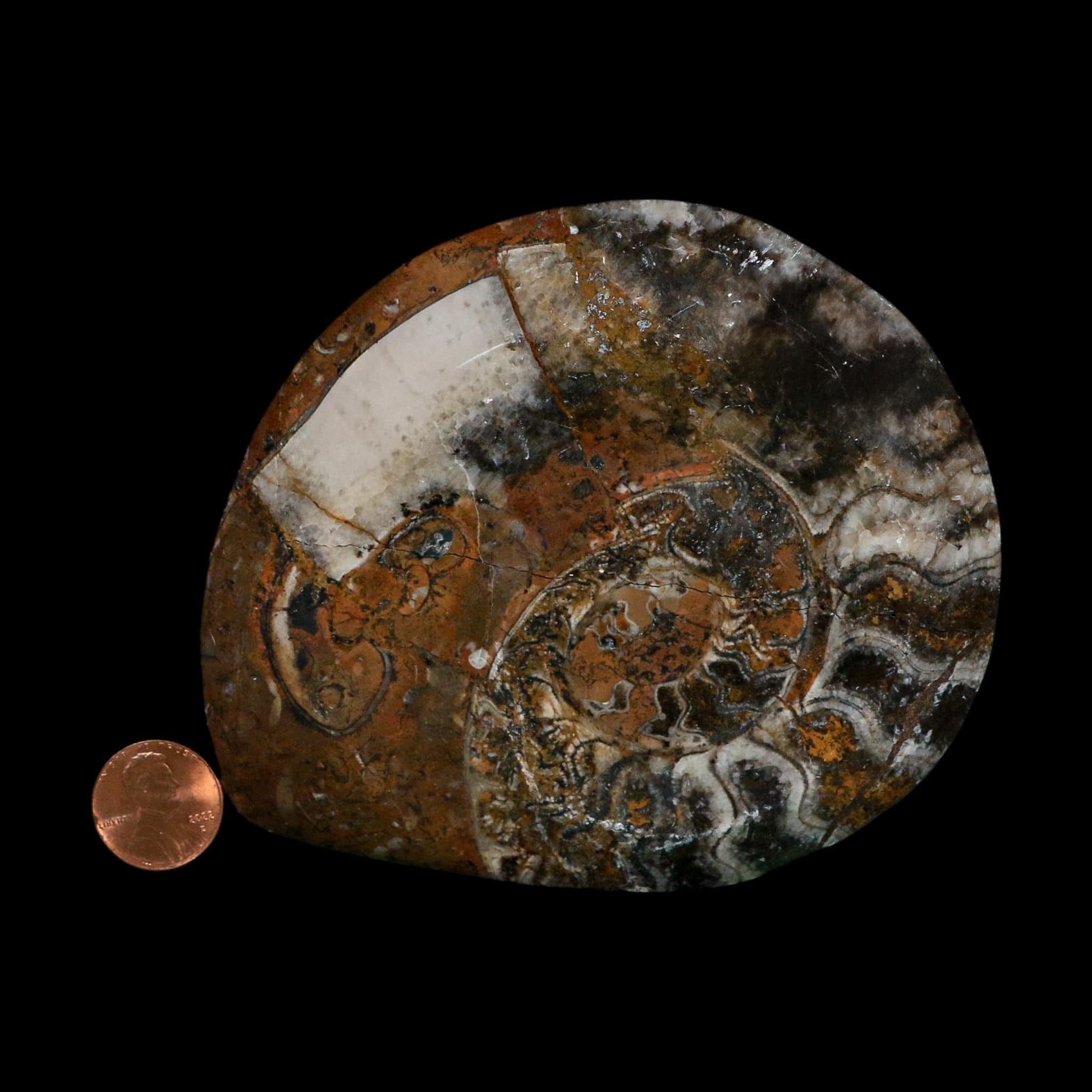 4.5" Goniatite Ammonite Fossil Polished Morocco Devonian Age COA