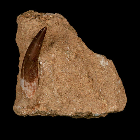 XL 2" Plesiosaur Zarafasaura Tooth Fossil In Matrix Cretaceous Dinosaur Era COA