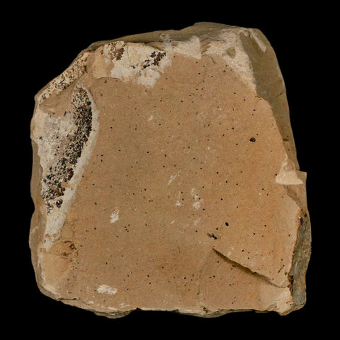 1" Rare Fossil Pistillate Cone Metasequoia Dawn Redwood Oligocene Age MT COA - Fossil Age Minerals
