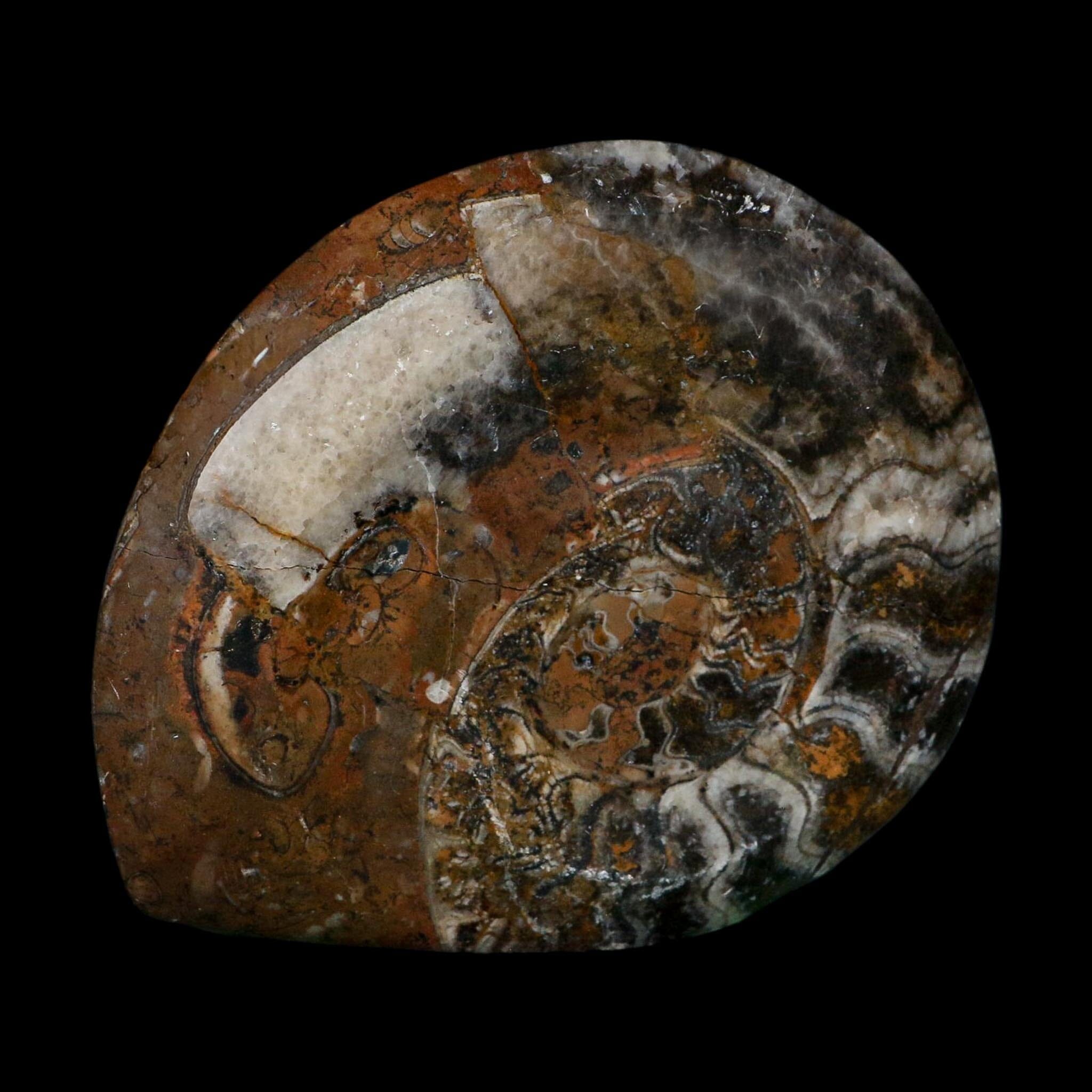 4.5" Goniatite Ammonite Fossil Polished Morocco Devonian Age COA