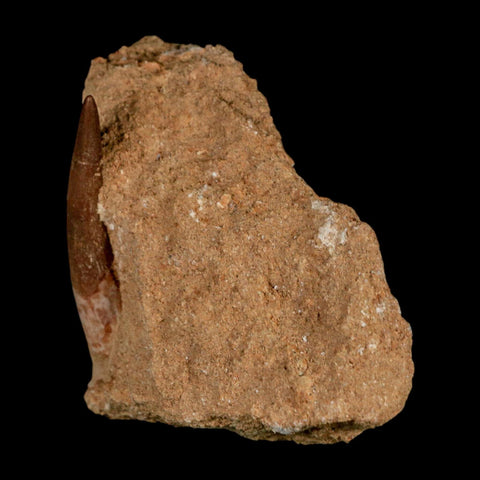 XL 2" Plesiosaur Zarafasaura Tooth Fossil In Matrix Cretaceous Dinosaur Era COA