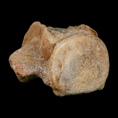 3.8" Basilosaurus Vertebrae Fossil Prehistoric Whale 34 Mil Yrs Old Late Eocene COA - Fossil Age Minerals