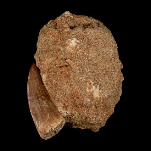 XL 2.1" Mosasaur Hoffmanni Fossil Tooth In Matrix Cretaceous Dinosaur Era COA - Fossil Age Minerals