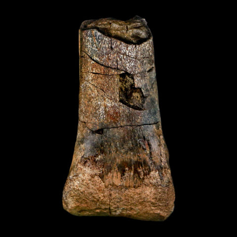 2.3" Struthiomimus Fossil Toe Bone Aguja Fm Texas Cretaceous Dinosaur Age COA Stand - Fossil Age Minerals