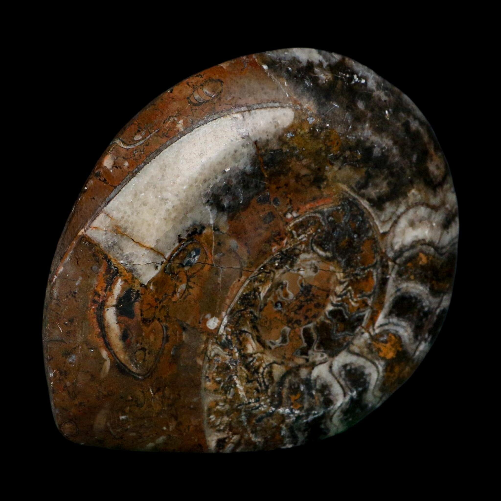 4.5" Goniatite Ammonite Fossil Polished Morocco Devonian Age COA