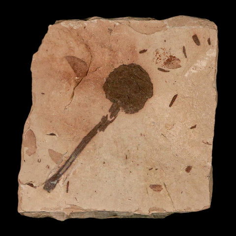 2" Rare Fossil Pistillate Cone Metasequoia Dawn Redwood Oligocene Age MT COA - Fossil Age Minerals