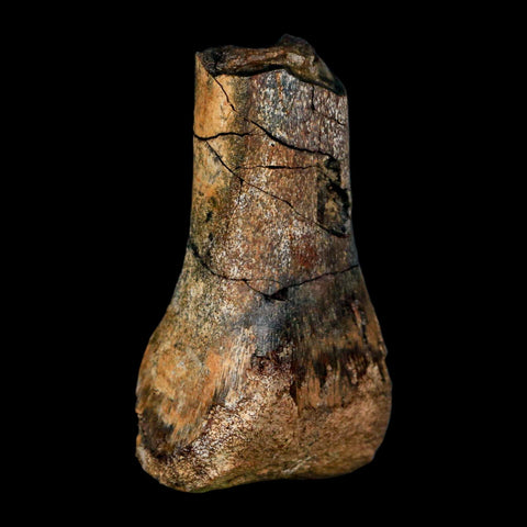 2.3" Struthiomimus Fossil Toe Bone Aguja Fm Texas Cretaceous Dinosaur Age COA Stand - Fossil Age Minerals