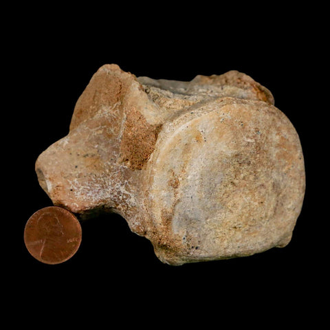 3.8" Basilosaurus Vertebrae Fossil Prehistoric Whale 34 Mil Yrs Old Late Eocene COA - Fossil Age Minerals