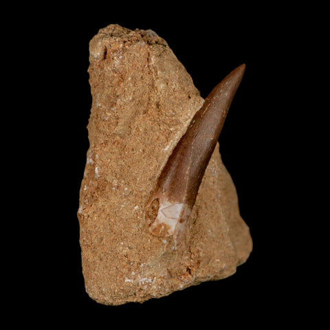 XL 2" Plesiosaur Zarafasaura Tooth Fossil In Matrix Cretaceous Dinosaur Era COA