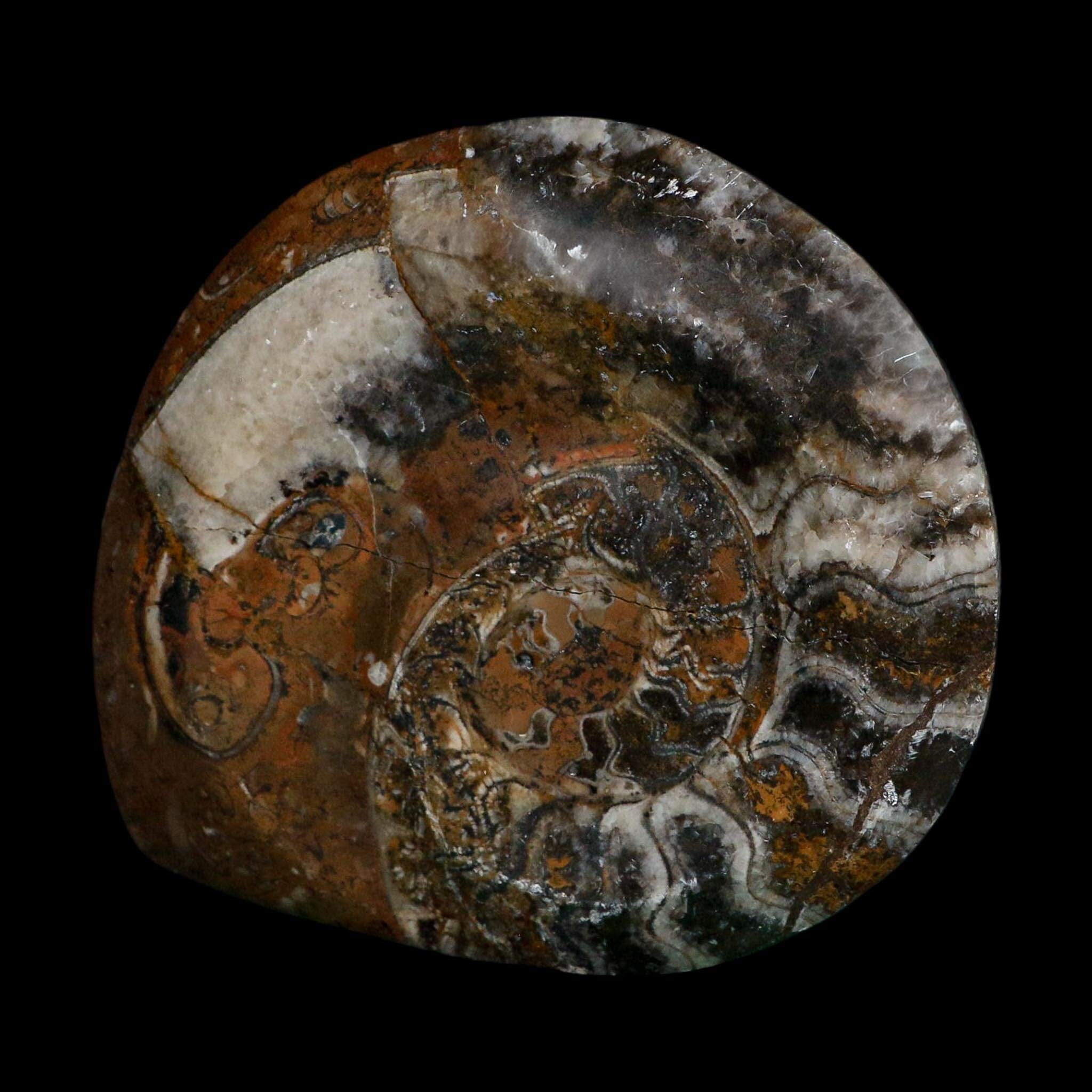 4.5" Goniatite Ammonite Fossil Polished Morocco Devonian Age COA