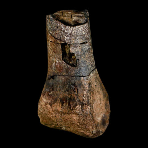 2.3" Struthiomimus Fossil Toe Bone Aguja Fm Texas Cretaceous Dinosaur Age COA Stand - Fossil Age Minerals