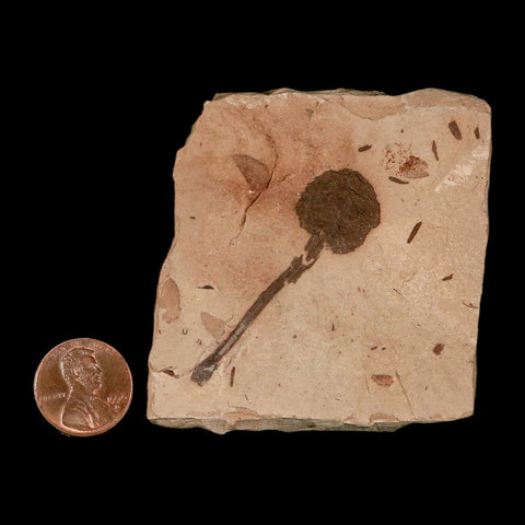 2" Rare Fossil Pistillate Cone Metasequoia Dawn Redwood Oligocene Age MT COA - Fossil Age Minerals