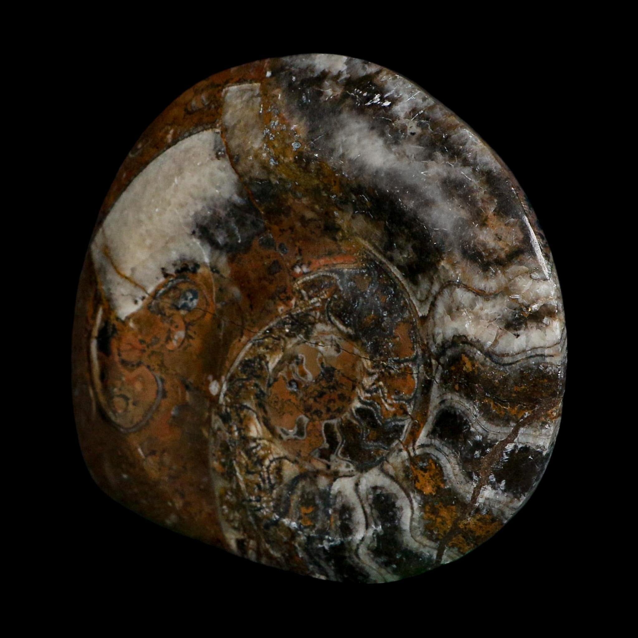 4.5" Goniatite Ammonite Fossil Polished Morocco Devonian Age COA