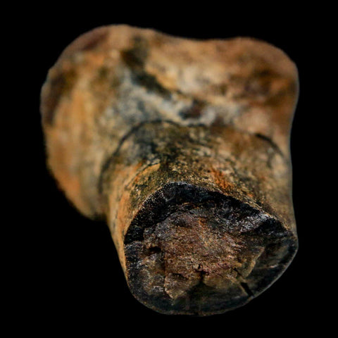 2.3" Struthiomimus Fossil Toe Bone Aguja Fm Texas Cretaceous Dinosaur Age COA Stand - Fossil Age Minerals