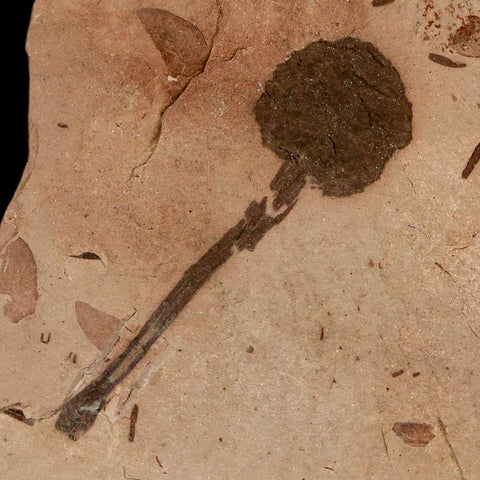 2" Rare Fossil Pistillate Cone Metasequoia Dawn Redwood Oligocene Age MT COA - Fossil Age Minerals