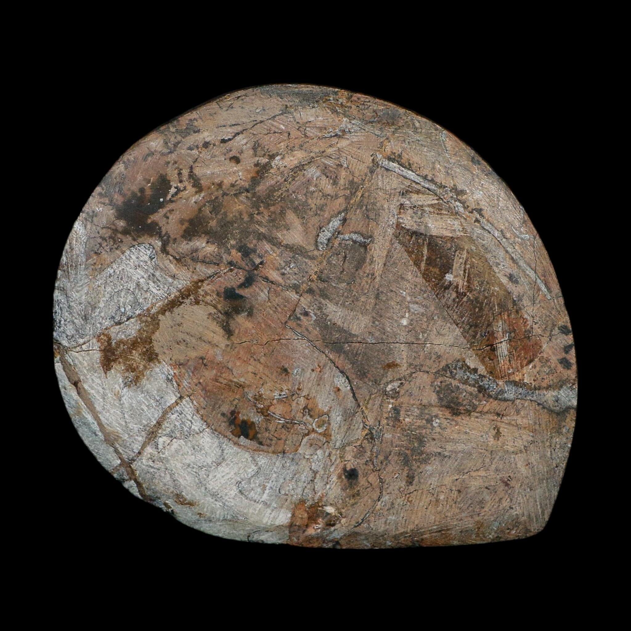 4.5" Goniatite Ammonite Fossil Polished Morocco Devonian Age COA