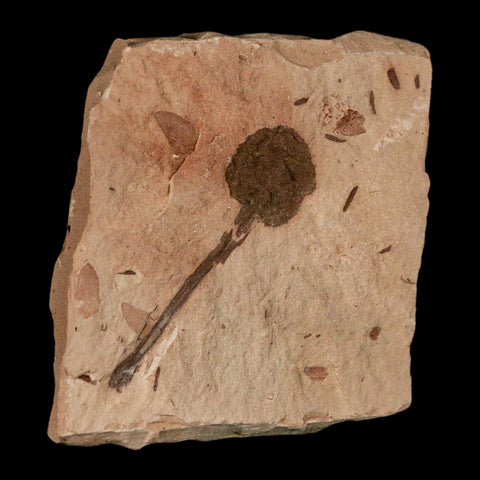 2" Rare Fossil Pistillate Cone Metasequoia Dawn Redwood Oligocene Age MT COA - Fossil Age Minerals