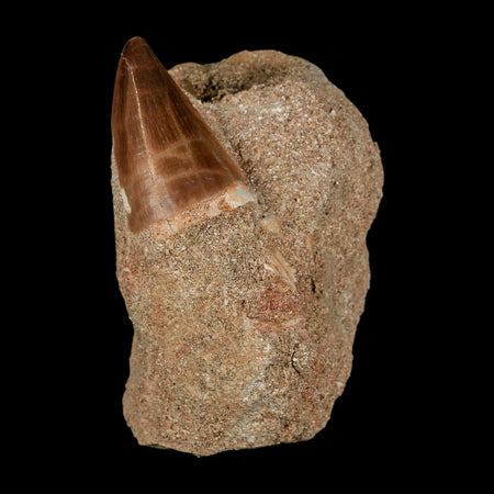 1.4" Mosasaur Prognathodon Fossil Tooth In Matrix Cretaceous Dinosaur Era COA