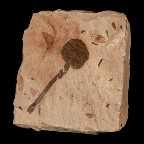 2" Rare Fossil Pistillate Cone Metasequoia Dawn Redwood Oligocene Age MT COA - Fossil Age Minerals