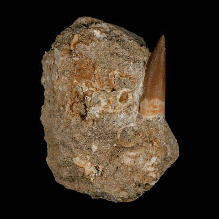 1.5" Plesiosaur Zarafasaura Tooth Fossil In Matrix Cretaceous Dinosaur Era COA