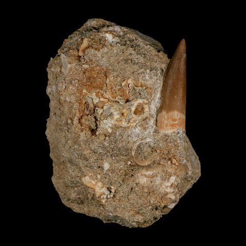 1.5" Plesiosaur Zarafasaura Tooth Fossil In Matrix Cretaceous Dinosaur Era COA