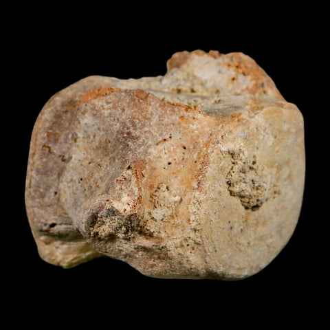 3.8" Basilosaurus Vertebrae Fossil Prehistoric Whale 34 Mil Yrs Old Late Eocene COA - Fossil Age Minerals