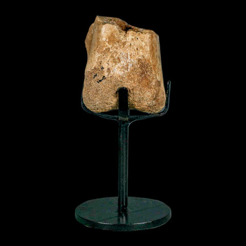 2" Hadrosaurus Fossil Distal Femur Bone Aguja FM Texas Dinosaur Cretaceous COA Stand - Fossil Age Minerals