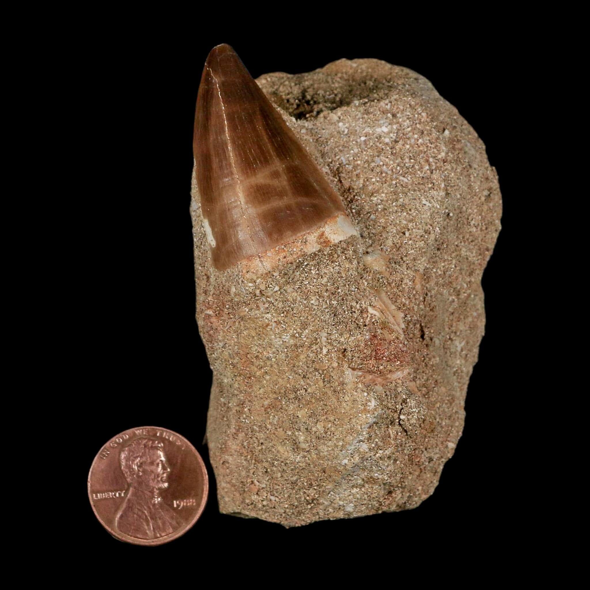 1.4" Mosasaur Prognathodon Fossil Tooth In Matrix Cretaceous Dinosaur Era COA - Fossil Age Minerals