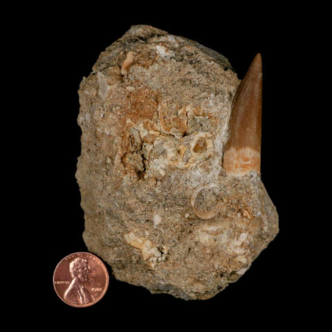 1.5" Plesiosaur Zarafasaura Tooth Fossil In Matrix Cretaceous Dinosaur Era COA