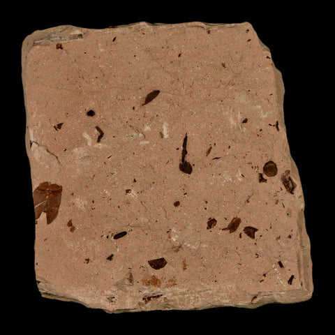 2" Rare Fossil Pistillate Cone Metasequoia Dawn Redwood Oligocene Age MT COA - Fossil Age Minerals