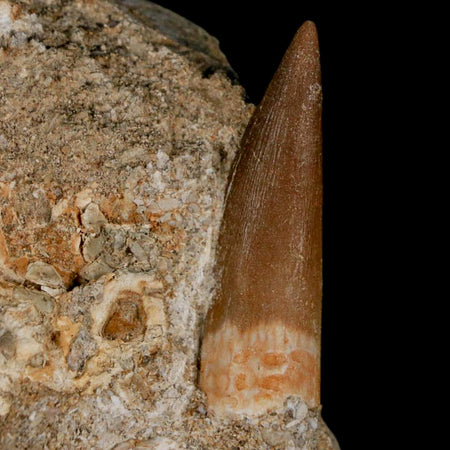 1.5" Plesiosaur Zarafasaura Tooth Fossil In Matrix Cretaceous Dinosaur Era COA