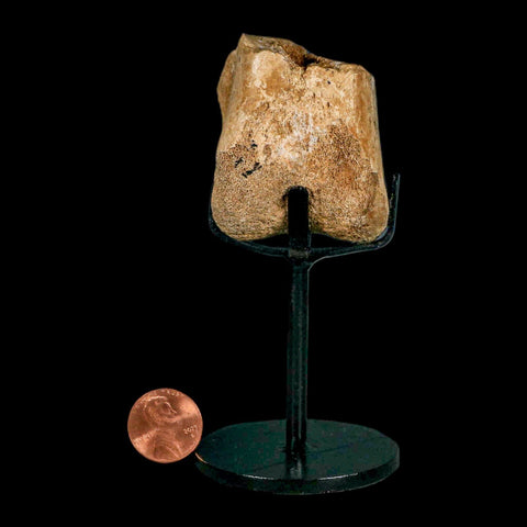 2" Hadrosaurus Fossil Distal Femur Bone Aguja FM Texas Dinosaur Cretaceous COA Stand - Fossil Age Minerals