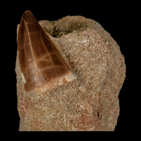 1.4" Mosasaur Prognathodon Fossil Tooth In Matrix Cretaceous Dinosaur Era COA