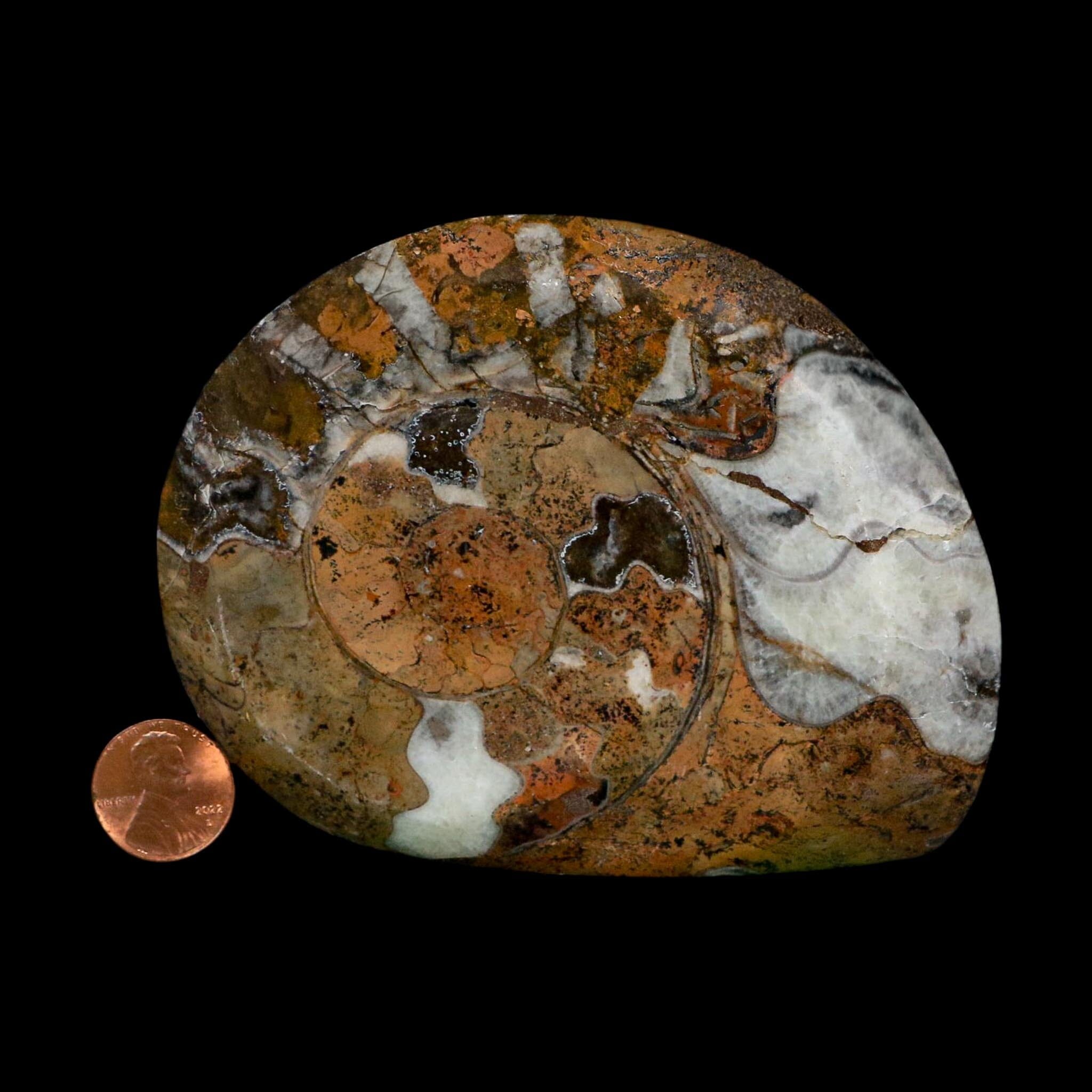 4.3" Goniatite Ammonite Fossil Polished Morocco Devonian Age COA