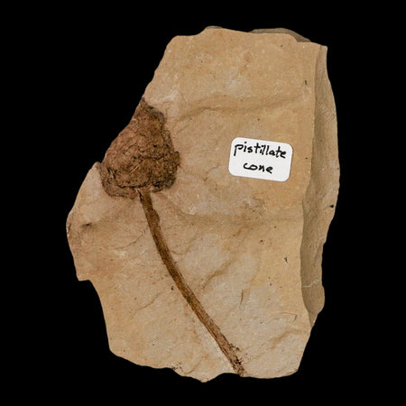 2.2" Rare Fossil Pistillate Cone Metasequoia Dawn Redwood Oligocene Age MT COA