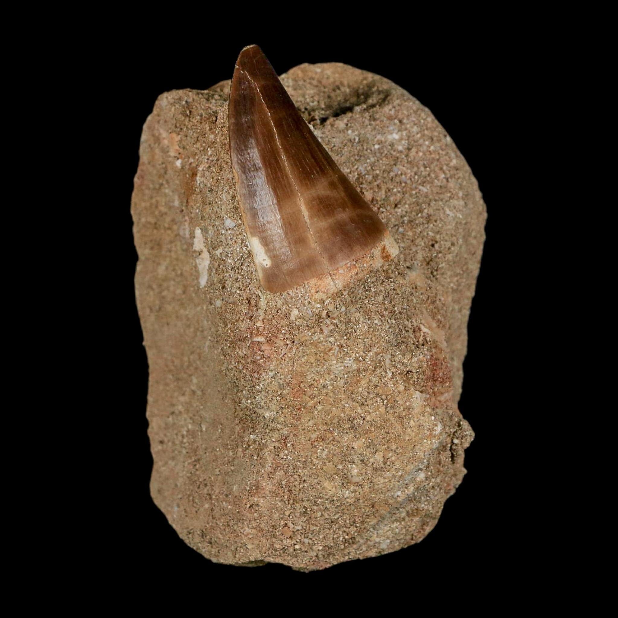 1.4" Mosasaur Prognathodon Fossil Tooth In Matrix Cretaceous Dinosaur Era COA - Fossil Age Minerals