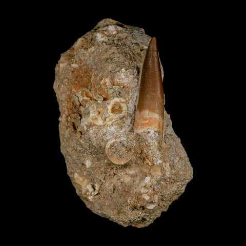 1.5" Plesiosaur Zarafasaura Tooth Fossil In Matrix Cretaceous Dinosaur Era COA