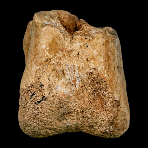 2" Hadrosaurus Fossil Distal Femur Bone Aguja FM Texas Dinosaur Cretaceous COA Stand - Fossil Age Minerals