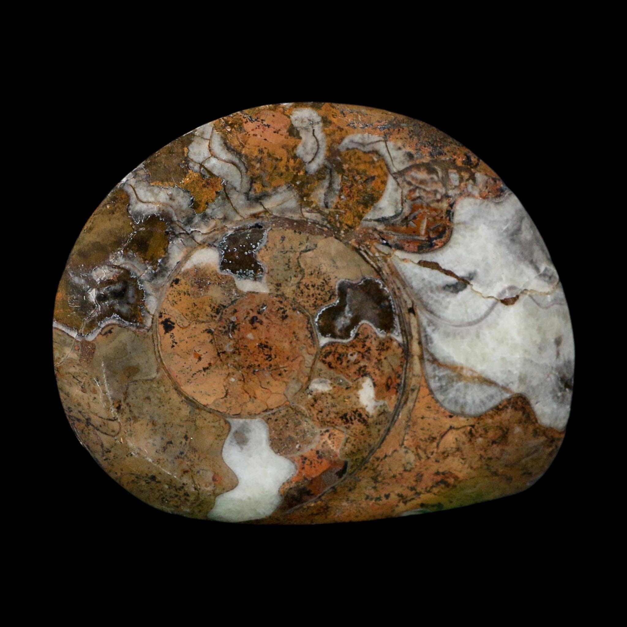 4.3" Goniatite Ammonite Fossil Polished Morocco Devonian Age COA