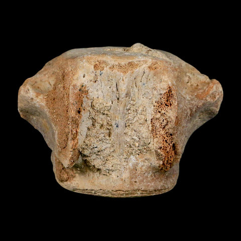 3.8" Basilosaurus Vertebrae Fossil Prehistoric Whale 34 Mil Yrs Old Late Eocene COA - Fossil Age Minerals